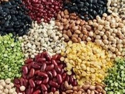 ۱۱۳درصد اختلاف قیمت لوبیا در بازار با وجود تخصیص ارز مبادله‌ای