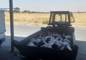 ۳۳۹ کیلوگرم گوشت قرمز فاقد هویت در بهار معدوم شد
