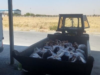 ۳۳۹ کیلوگرم گوشت قرمز فاقد هویت در بهار معدوم شد