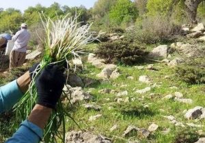 اجرای طرح احیاء، اصلاح و توسعه گیاهان دارویی در شهرستان میناب
