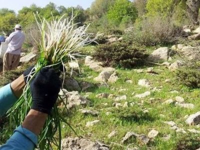 اجرای طرح احیاء، اصلاح و توسعه گیاهان دارویی در شهرستان میناب