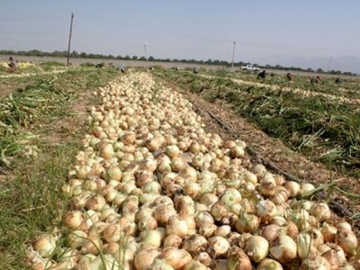 تولید ۶۹ هزار و ۵۰۰ تن پیاز در آذربایجان شرقی