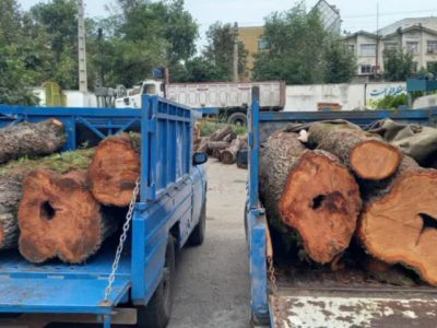 دستگیری ۶ عضو باند قاچاق چوب در جنگل‌های غرب مازندران